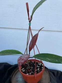 Hoya House Plant Various Species -Cheap Plantly Store pubicalyx 1