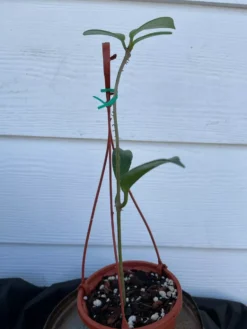 Hoya House Plant Various Species -Cheap Plantly Store pubicalyx 2