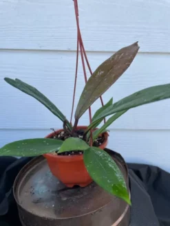 Hoya House Plant Various Species -Cheap Plantly Store pubicalyx 3