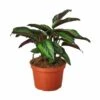 Calathea Beauty Star | Goeppertia | Exotic Houseplant -Cheap Plantly Store qUQcB3sM