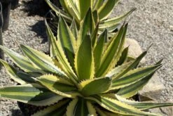 Mature Succulent Plant Agave 'Quadricolor. -Cheap Plantly Store quadra