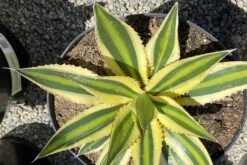 Mature Succulent Plant Agave 'Quadricolor. -Cheap Plantly Store quadra 4