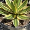 Mature Succulent Plant Agave 'Quadricolor.