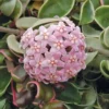 Variegated Hindu Rope Hoya In A 4 Inch Pot -Cheap Plantly Store r1723 2 large