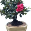 Red Flowering Azalea Bonsai Tree In 8inch Pot -Cheap Plantly Store red flowering azalea bonsai tree in 8inch pot bonsaiworldllc 1