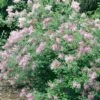 Syringa Pubescens 'Red Pixie' Lilac - Fragrant Flowering Shrub -Cheap Plantly Store redPixie