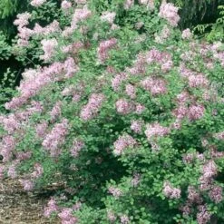 Cheap Plantly Store 17 Syringa Pubescens 'Red Pixie' Lilac - Fragrant Flowering Shrub