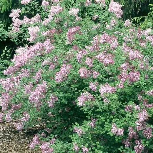Syringa Pubescens 'Red Pixie' Lilac - Fragrant Flowering Shrub 3 Syringa Pubescens 'Red Pixie' Lilac - Fragrant Flowering Shrub