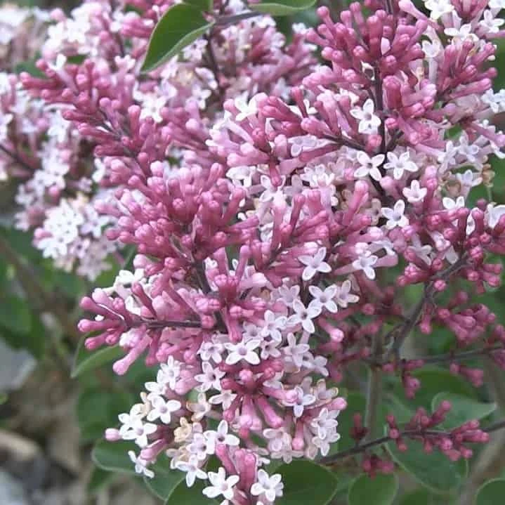 Syringa Pubescens 'Red Pixie' Lilac - Fragrant Flowering Shrub 4 Syringa Pubescens 'Red Pixie' Lilac - Fragrant Flowering Shrub - Image 2