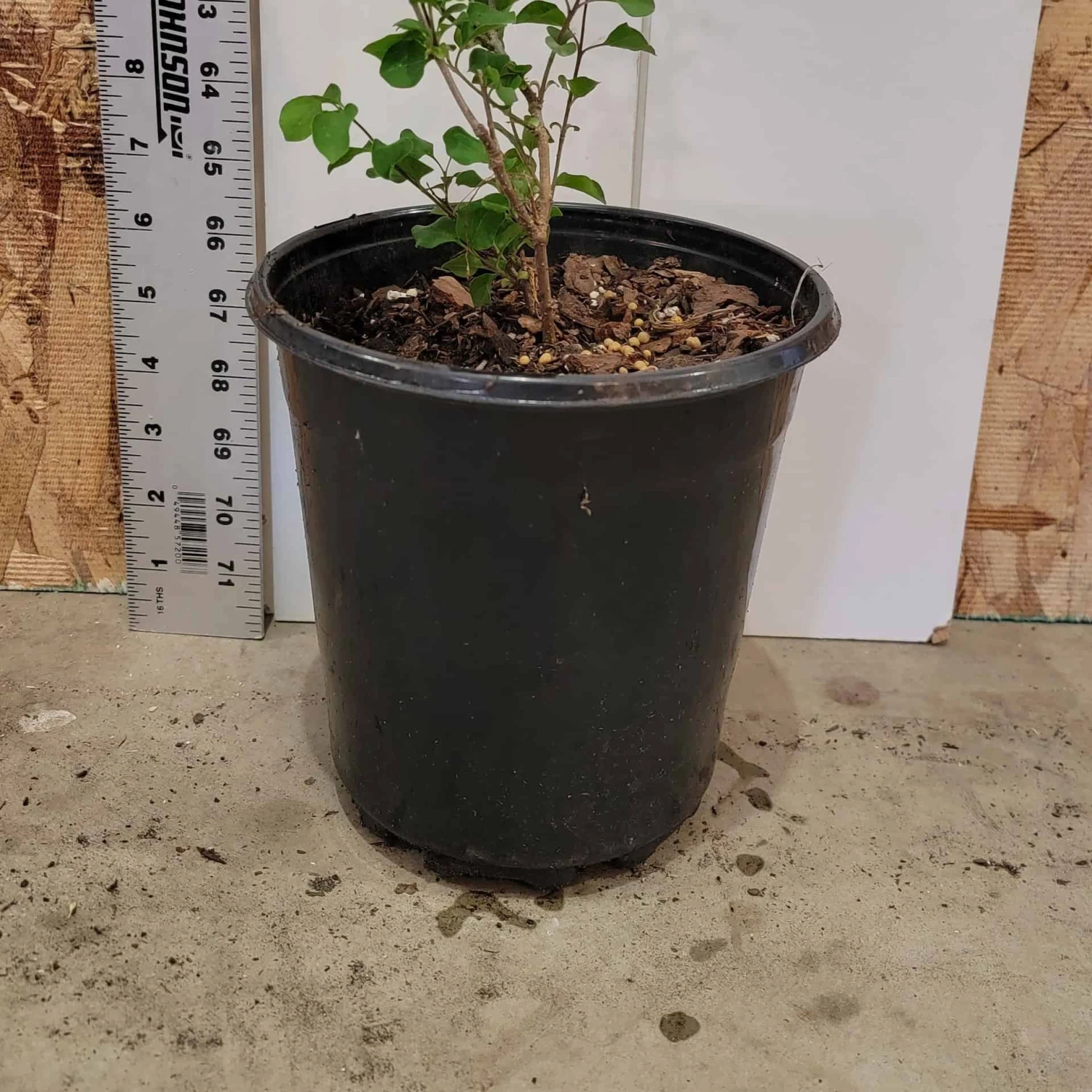 Syringa Pubescens 'Red Pixie' Lilac - Fragrant Flowering Shrub 5 Syringa Pubescens 'Red Pixie' Lilac - Fragrant Flowering Shrub - Image 3