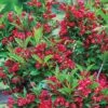 Red Prince Weigela Cherry Red Flowering Shrub - 1gal -Cheap Plantly Store redPrince