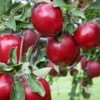 Red Delicious Apple Tree Seedling -Cheap Plantly Store redapple