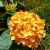 Ixora Rubiaceae Golden Globe Ships Free. -Cheap Plantly Store resized rotated 1