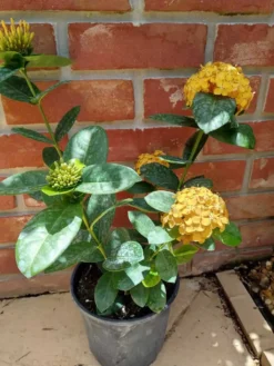 Ixora Rubiaceae Golden Globe Ships Free. 5 Ixora Rubiaceae Golden Globe Ships Free. -Cheap Plantly Store resized2 rotated 1