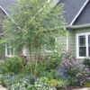 River Birch Tree - 2-3' Tall, Breaking Dormancy - Live Plant -Cheap Plantly Store riverbirch 1