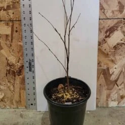River Birch Tree - 2-3' Tall, Breaking Dormancy - Live Plant -Cheap Plantly Store riverbirch rotated 1