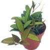 Hoya Rosita, 4 Inch, Rare Hybrid Of Hoya Wayetii X Tsangii -Cheap Plantly Store rosita