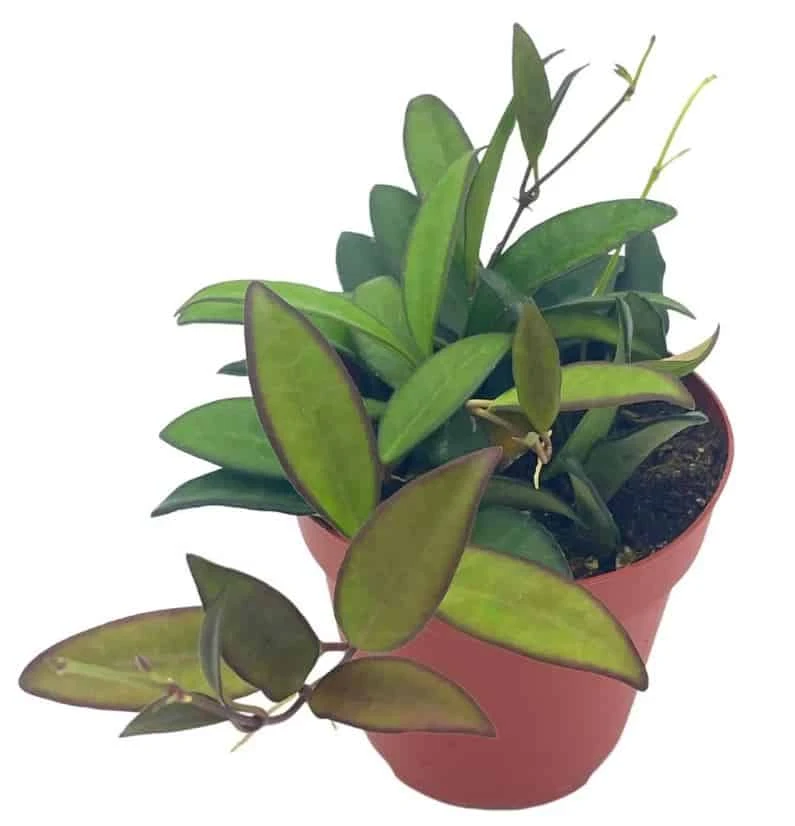 Hoya Rosita, 4 Inch, Rare Hybrid Of Hoya Wayetii X Tsangii 3 Hoya Rosita, 4 Inch, Rare Hybrid Of Hoya Wayetii X Tsangii