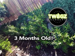 Hybrid Willow Austree Cuttings - Fast Growing Privacy Shade Trees - Easy Starts 8-12" -Cheap Plantly Store rowb