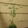 Acer Green Japanese Maple Pre Bonsai, Trees Grown By Us Specimen 3-4yr -Cheap Plantly Store s l1600 1