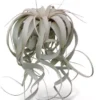 Tillandsia Xerographica XL 8"-12" Air Plants -Cheap Plantly Store s l1600 2