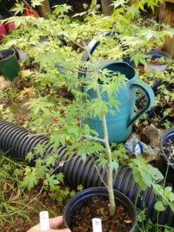 Acer Green Japanese Maple Pre Bonsai, Trees. Stunning Specimen 4-5 Yr