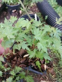 Acer 6 Pack Green Japanese Maple Pre Bonsai, Trees Premium Pack