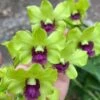 Dendrobium Burana Green Star 4" Pot 2 Dendrobium Burana Green Star 4" Pot -Cheap Plantly Store s l400