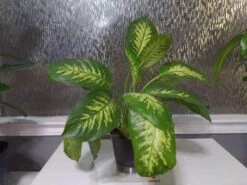 Trophic Snow Dieffenbachia Dumb Cane