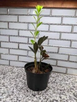 Black Zamioculcas ZZ Plant -Cheap Plantly Store scaled image picker1073129383597544362 1