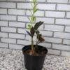 Black Zamioculcas ZZ Plant -Cheap Plantly Store scaled image picker1073129383597544362