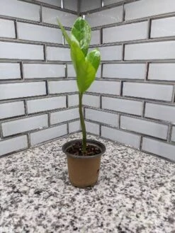 Zamioculcas ZZ Plant - 3.5 Inch Pot 10 Zamioculcas ZZ Plant - 3.5 Inch Pot -Cheap Plantly Store scaled image picker1757264717344701192