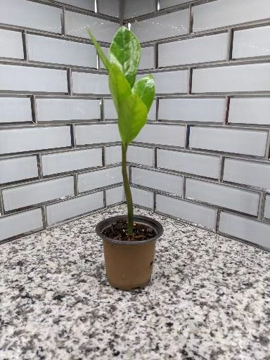 Zamioculcas ZZ Plant - 3.5 Inch Pot 5 Zamioculcas ZZ Plant - 3.5 Inch Pot - Image 3