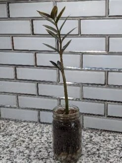 Zamioculcas ZZ Plant Cutting 12 Zamioculcas ZZ Plant Cutting -Cheap Plantly Store scaled image picker1759281955724819086