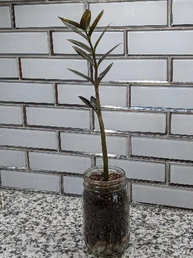 Zamioculcas ZZ Plant Cutting 7 Zamioculcas ZZ Plant Cutting - Image 5