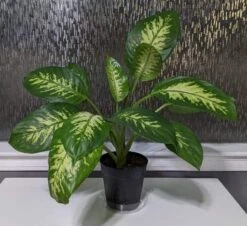 Trophic Snow Dieffenbachia Dumb Cane -Cheap Plantly Store scaled image picker2268043186826791845