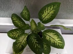 Trophic Snow Dieffenbachia Dumb Cane -Cheap Plantly Store scaled image picker2729012187573650521