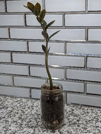 Zamioculcas ZZ Plant Cutting 6 Zamioculcas ZZ Plant Cutting - Image 4