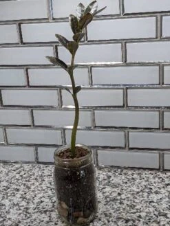 Zamioculcas ZZ Plant Cutting 13 Zamioculcas ZZ Plant Cutting -Cheap Plantly Store scaled image picker2919932792026283823