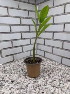 Zamioculcas ZZ Plant - 3.5 Inch Pot 11 Zamioculcas ZZ Plant - 3.5 Inch Pot -Cheap Plantly Store scaled image picker3556599456460266704