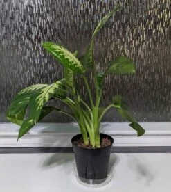 Trophic Snow Dieffenbachia Dumb Cane -Cheap Plantly Store scaled image picker4091945212177671647