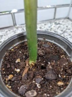 Zamioculcas ZZ Plant - 3.5 Inch Pot 13 Zamioculcas ZZ Plant - 3.5 Inch Pot -Cheap Plantly Store scaled image picker415327516600523952