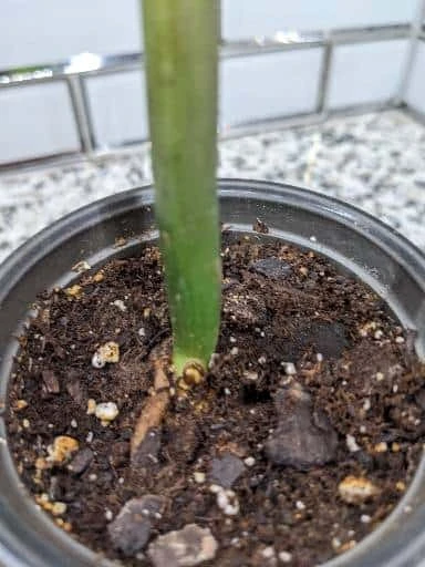 Zamioculcas ZZ Plant - 3.5 Inch Pot 8 Zamioculcas ZZ Plant - 3.5 Inch Pot - Image 6