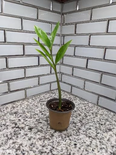 Zamioculcas ZZ Plant - 3.5 Inch Pot 4 Zamioculcas ZZ Plant - 3.5 Inch Pot - Image 2