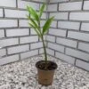 Zamioculcas ZZ Plant - 3.5 Inch Pot -Cheap Plantly Store scaled image picker4882508509598880057