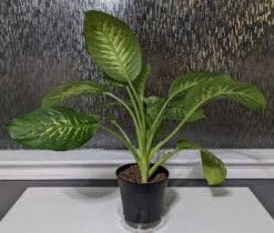 Trophic Snow Dieffenbachia Dumb Cane -Cheap Plantly Store scaled image picker718777580432053661