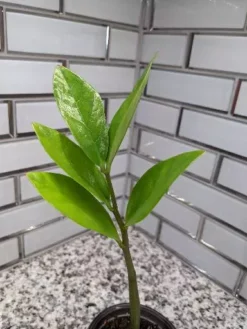 Zamioculcas ZZ Plant - 3.5 Inch Pot 12 Zamioculcas ZZ Plant - 3.5 Inch Pot -Cheap Plantly Store scaled image picker7267966484647647835