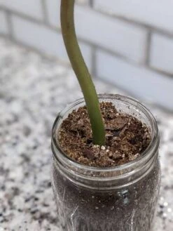 Zamioculcas ZZ Plant Cutting 10 Zamioculcas ZZ Plant Cutting -Cheap Plantly Store scaled image picker7778077878904389530