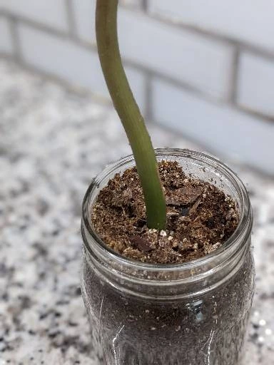 Zamioculcas ZZ Plant Cutting 5 Zamioculcas ZZ Plant Cutting - Image 3