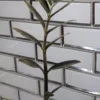 Zamioculcas ZZ Plant Cutting